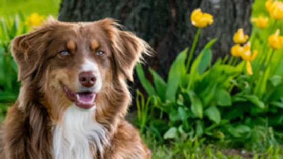 Erbkrankheiten Australian Shepherd: Pelger-Huët Anomalie PHA