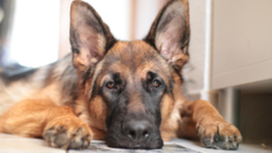 17 Hunderassen sind vom "Blue Dog Syndrom" betroffen