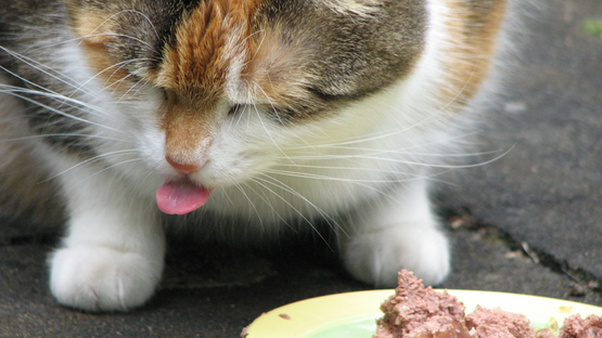 Ernährung, Geschmacksinn, Zucker, Nassfutter, Trockenfutter, Übergewicht, Diabetes, Arthrose - Petdoctors.at [29|08|23]