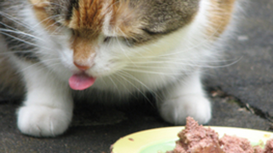 Macht Zucker unsere Katzen süchtig?