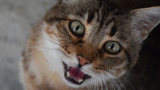 11 Gründe warum Futterreste im Katzennapf bleiben