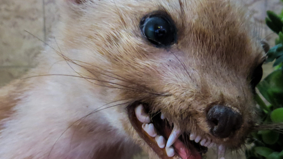 Tollwut, Welt-Tollwut-Tag, Die Global Alliance for Rabies Control, Hund, Katze, Frettchen, Titerbestimmung, Auftreten in der EU, Ukrainekrieg, Vorbeugung, gesetzliche Regelungen - Petdoctors.at [28|09|23] 