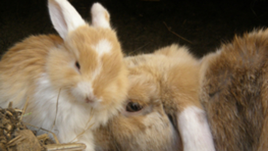 Der Grützbeutel: das Atherom beim Kaninchen