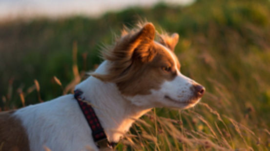 Zu warmer Herbst stört Wachstum des Winterfells bei Hunden