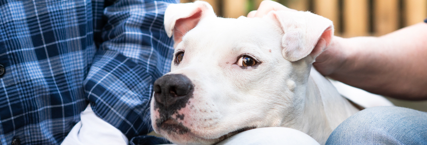 Petdoctors ist unser Beitrag für eine bessere Welt für Tiere