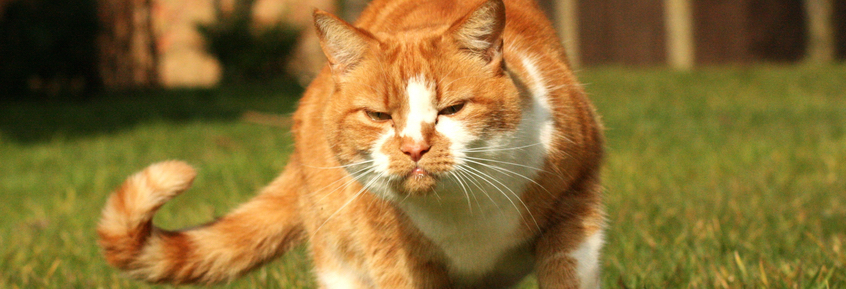 Die Schwanzhaltung unsere Katzen spricht Bände: 14 Signale