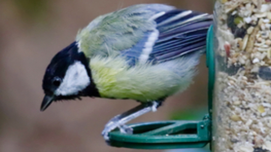 4 Tipps: Wildvögel im Winter richtig füttern