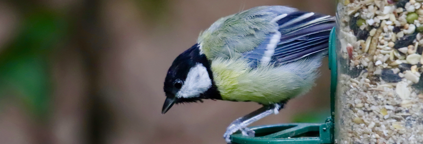 4 Tipps: Wildvögel im Winter richtig füttern