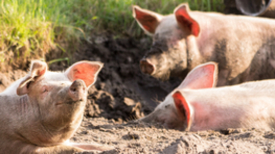 Schweine: Tierschutz siegt über wirtschaftliche Interessen