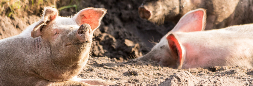 Schweine: Tierschutz siegt über wirtschaftliche Interessen