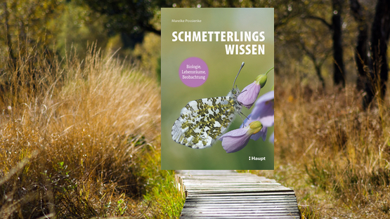 Sachbuch, Natur, Biologie, Lebensräume, Schmetterlinge, Mareike Possienke, Verlag Haupt -  Petdoctors.at [23|02|24]