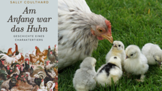 Buchtipp No07: Am Anfang war das Huhn