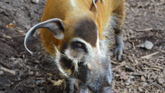 Tierseuche: Afrikanische Schweinepest bei Wildschweinen 