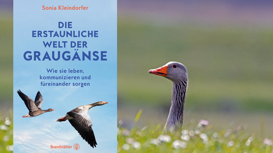 Sachbuch, Wildtiere, Vögel, Graugans, Sonia Kleindorfer,  Brandstätter Verlag - Petdoctors.at [18|03|24]