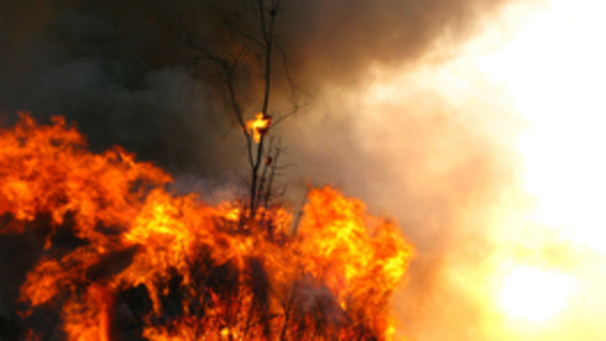 Osterfeuer: Gefahr für Hase, Igel, Kröte und Co