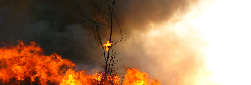 Osterfeuer: Gefahr für Hase, Igel, Kröte und Co