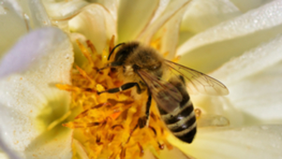 4 Bienen-Produkte im Einsatz: Apitherapie bei Hund & Katze