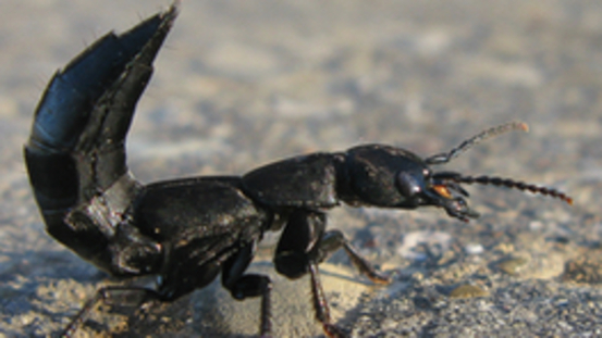Wehrhafte Insekten: der Moderkäfer kann kräftig zubeißen