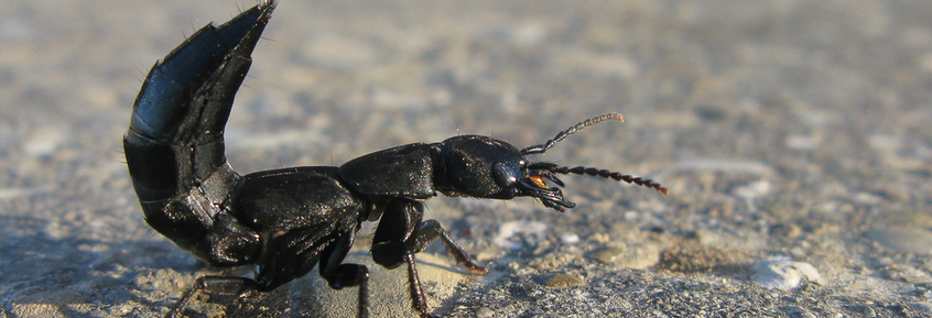 Wehrhafte Insekten: der Moderkäfer kann kräftig zubeißen