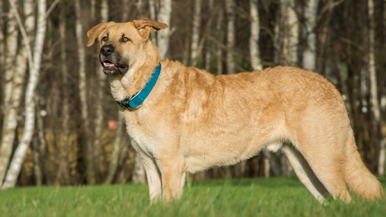 Parasiten, Zecken, Zeckenschutz, Nebenwirkungen,Krankheiten, Entfernung, Dosierung - Petdoctors.at [28|04|24]