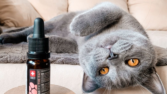 SwissFX CBD Öle maßgeschneidert für Katzen Bio CBD für Katzen von SwissFX