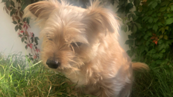 Die Wahrheit über Grasfressen bei Hunden